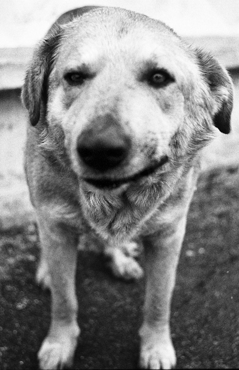 © Anna Voitenko - His nickname is Beetle. He lives near Ship repairing Factory.