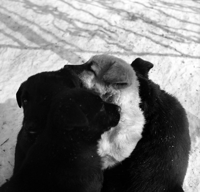 © Anna Voitenko - Puppies live in the territory of Park zone. Winter is a serious test of survival for them.