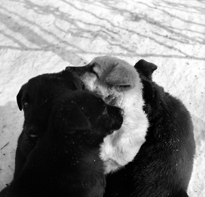 © Anna Voitenko - Puppies live in the territory of Park zone. Winter is a serious test of survival for them.