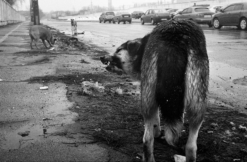© Anna Voitenko - The territory near street market where live lots of street dogs. People from the market feed them. Kyiv