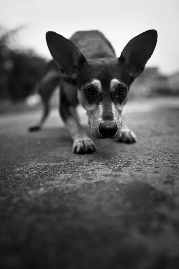 © Anna Voitenko - He had no name. He was always hungry, because he was weak and could not fight for himself. He ate what was rest.