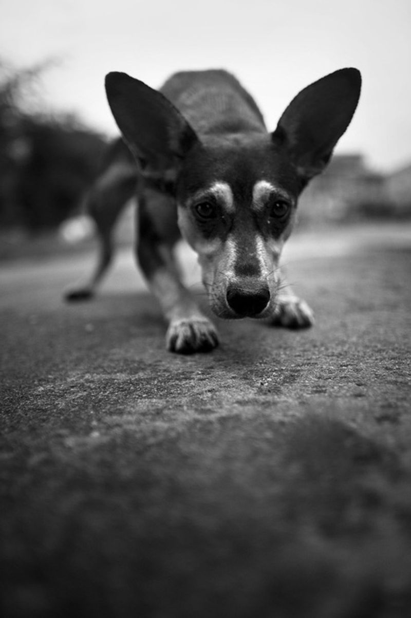 © Anna Voitenko - He had no name. He was always hungry, because he was weak and could not fight for himself. He ate what was rest.