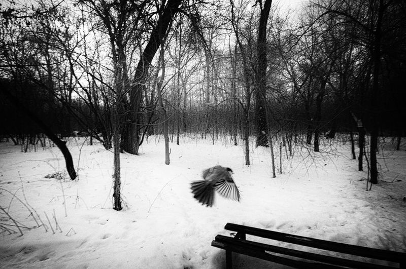 © Anna Voitenko - The Muhtar's territory. Park zone. Kyiv.