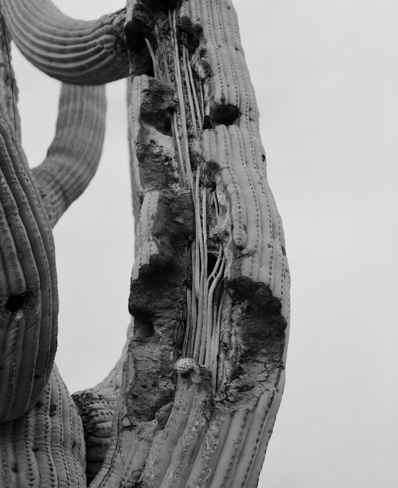 © Andrea KOESTERS - Image from the Oracle photography project