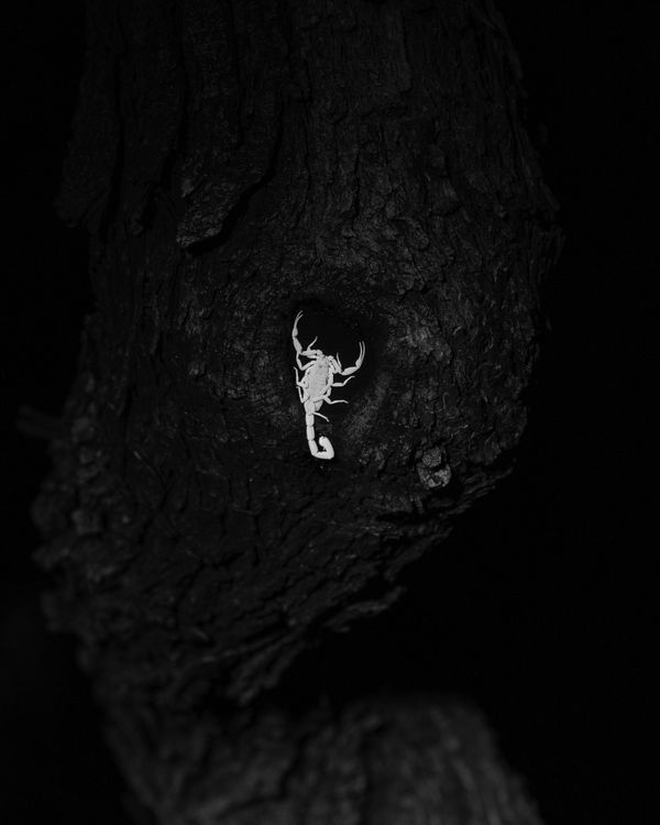 © Andrea KOESTERS - Image from the Oracle photography project