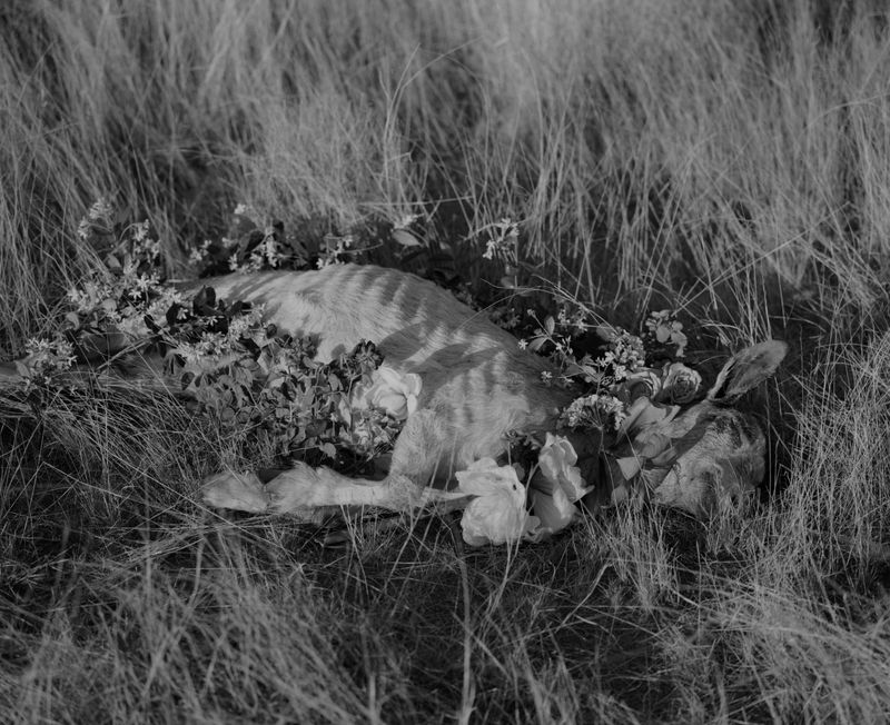 © Andrea KOESTERS - Image from the Oracle photography project