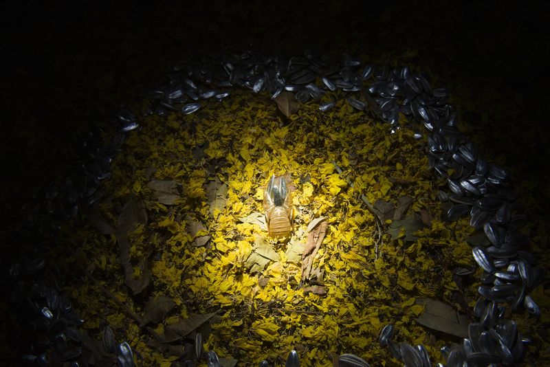 © Marilene Ribeiro - | Essay #3 |