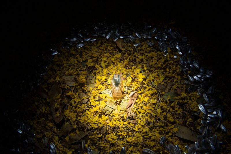 © Marilene Ribeiro - | Essay #3 |