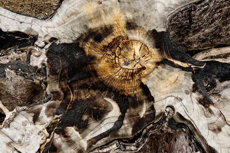 © Marilene Ribeiro - Image from the Dead Water photography project