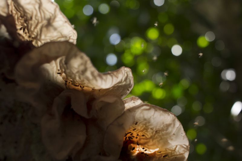 © Michael Eko - Image from the Adiu: Forest is our mother photography project