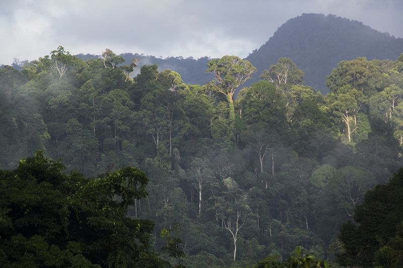 © Michael Eko - Image from the Adiu: Forest is our mother photography project