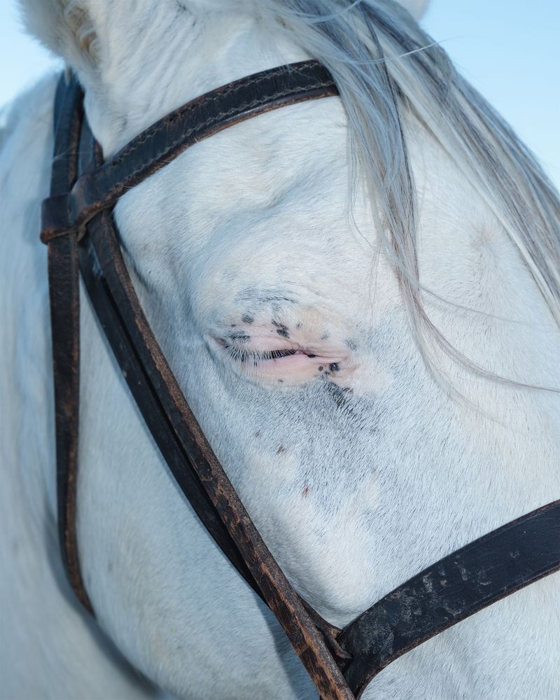 © Anton Bou - It’s in Their Eyes II