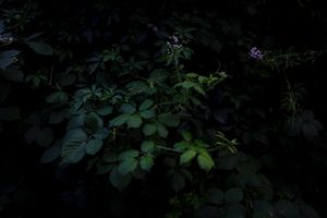 The Garden's Tale by Alessandra Calò at Studiofaganel