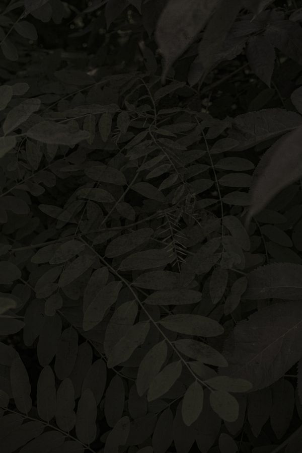 Image from a project on PhMuseum