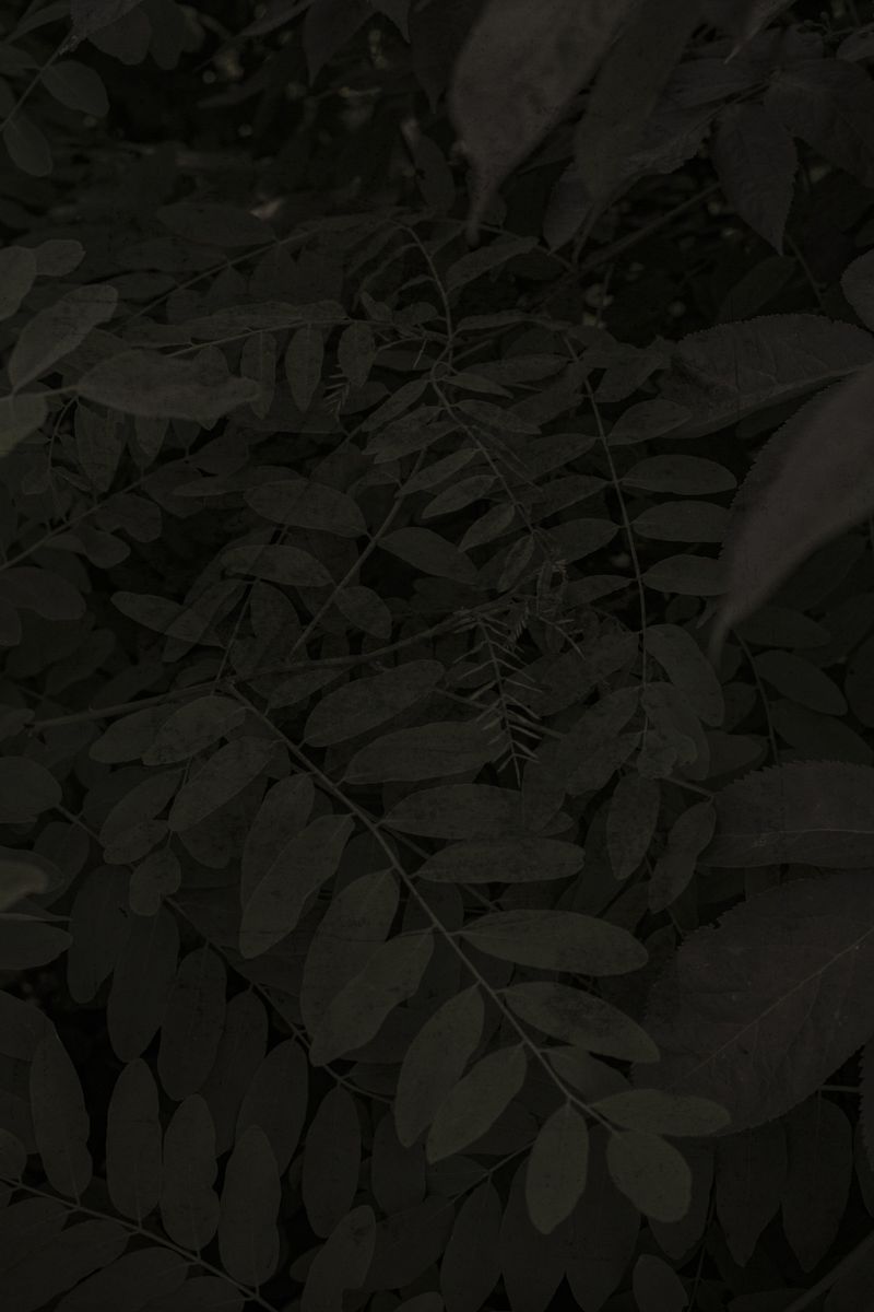 Image from a project on PhMuseum