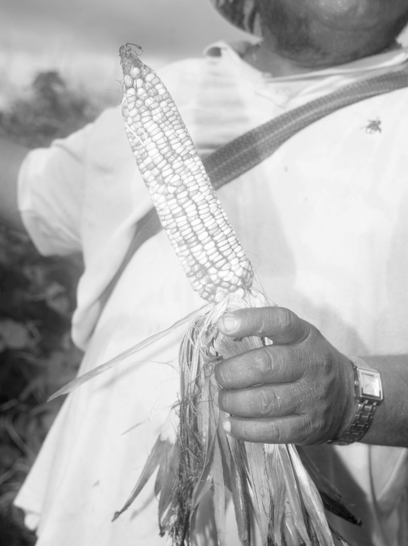 © Alba Serra & Cristobal Ascencio - Image from the Maiz photography project