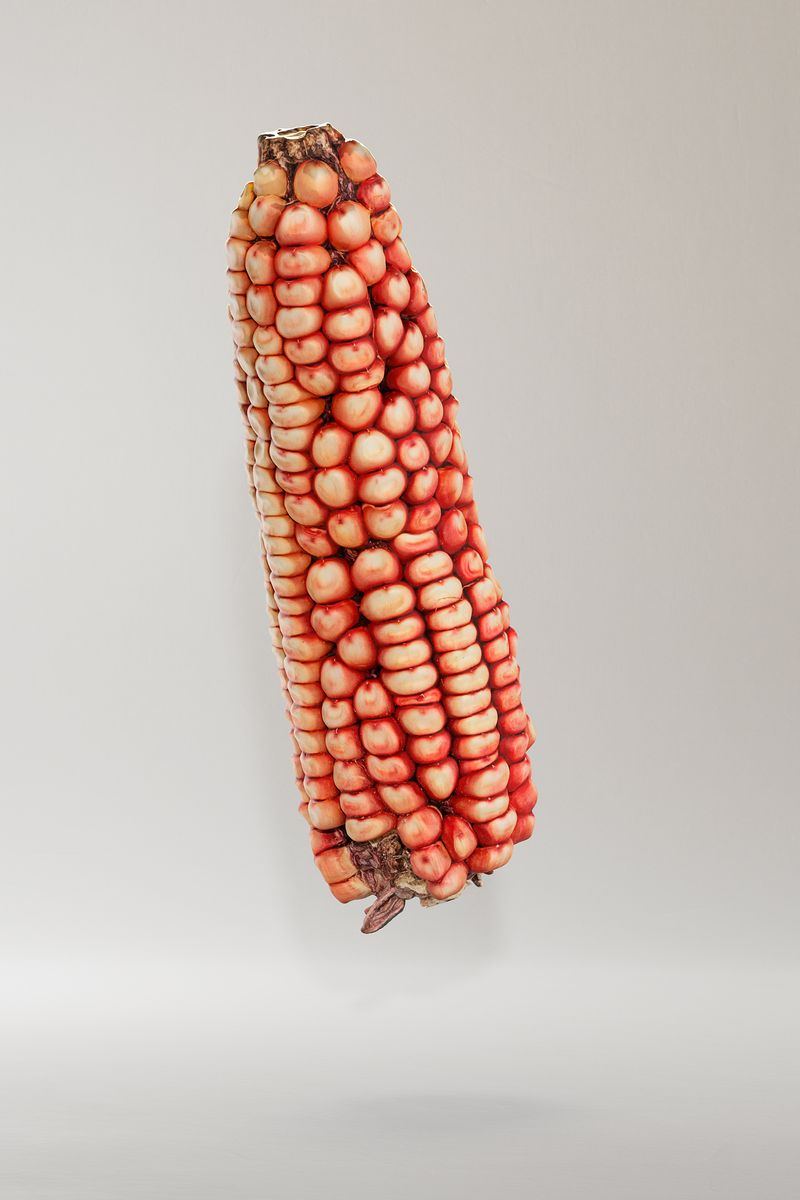 © Alba Serra & Cristobal Ascencio - A photogramettry of native corn from JUANA LORENZO GARCIA in La Cruz, Veracruz. https://p3d.in/995kr