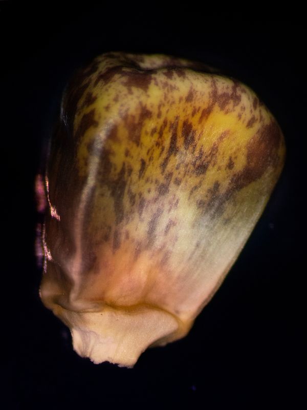 © Alba Serra & Cristobal Ascencio - MAIZ GRAIN