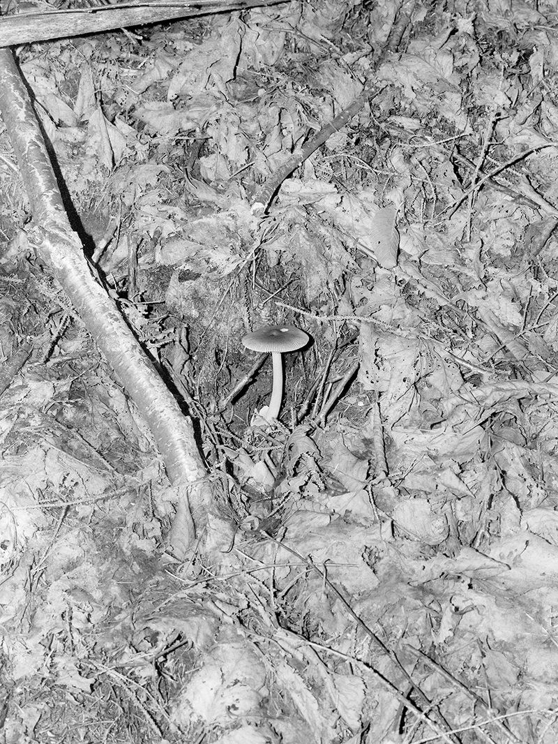 © Dylan Hausthor - Death Cap