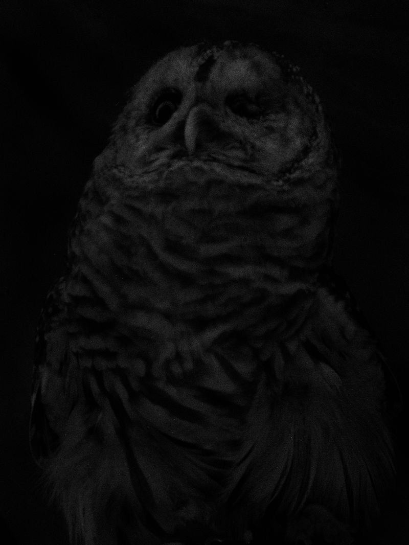 © Dylan Hausthor - Barn