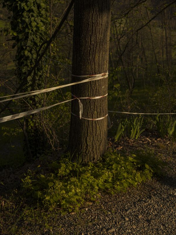 © Tomaso Clavarino - Image from the Ballad of Woods and Wounds photography project