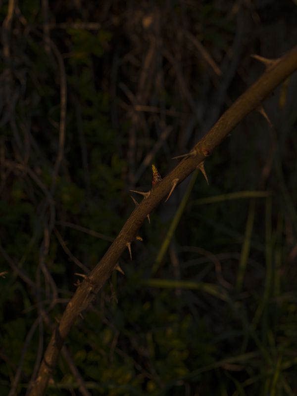 © Tomaso Clavarino - Image from the Ballad of Woods and Wounds photography project