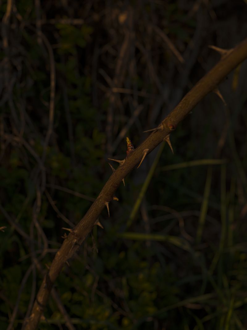 © Tomaso Clavarino - Image from the Ballad of Woods and Wounds photography project