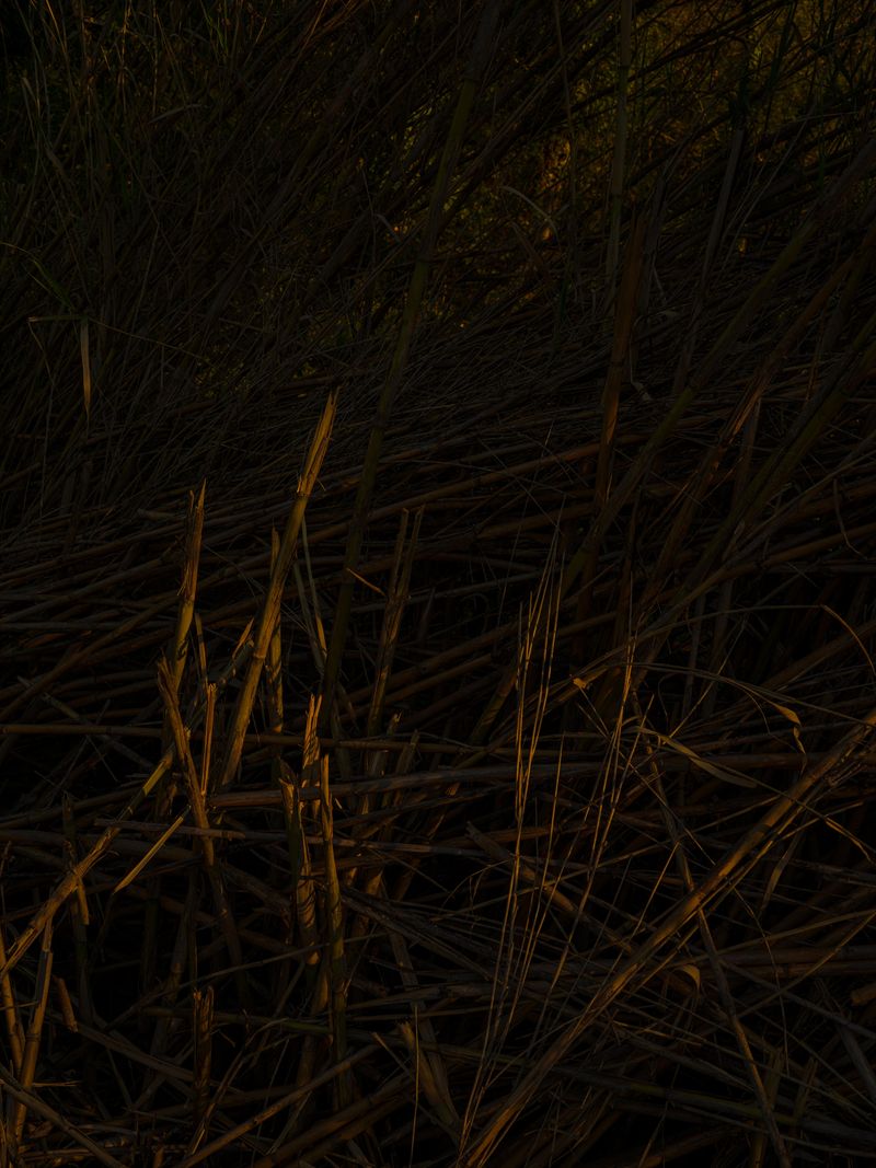 © Tomaso Clavarino - Image from the Ballad of Woods and Wounds photography project