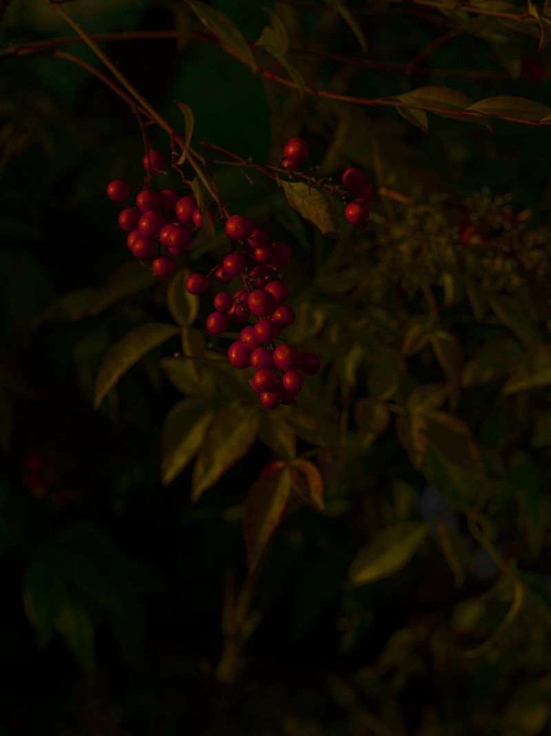 © Tomaso Clavarino - Image from the Ballad of Woods and Wounds photography project