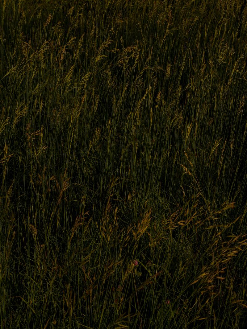 © Tomaso Clavarino - Image from the Ballad of Woods and Wounds photography project