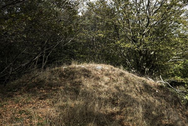 © Tomaso Clavarino - The wood where Mirko was abused by a priest during a summer camp