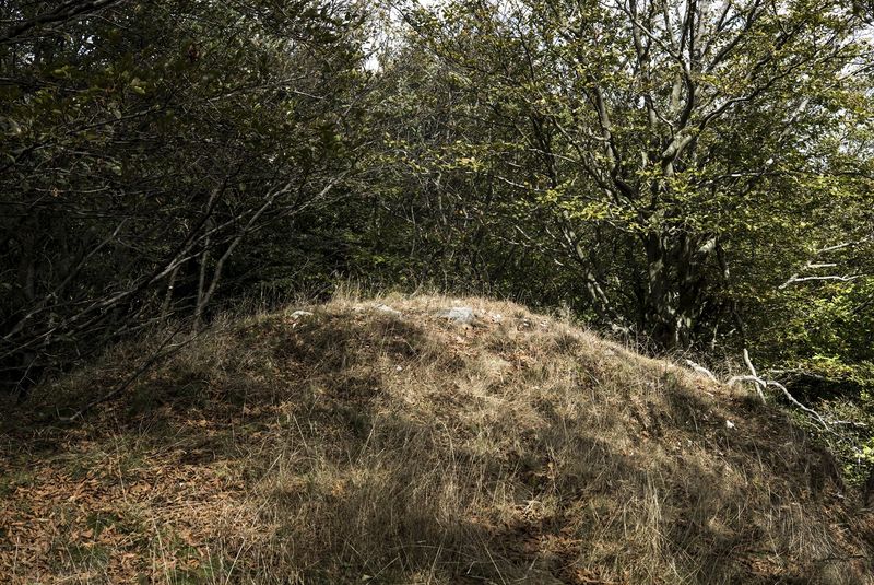 © Tomaso Clavarino - The wood where Mirko was abused by a priest during a summer camp