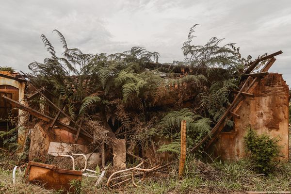 © Fernanda Brandão - The ruins of a house in Bento Rodrigues taken by plants and creating a contrast of life in chaos.