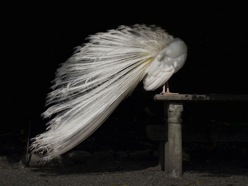 © Marco P. Valli - Image from the Bakeca photography project
