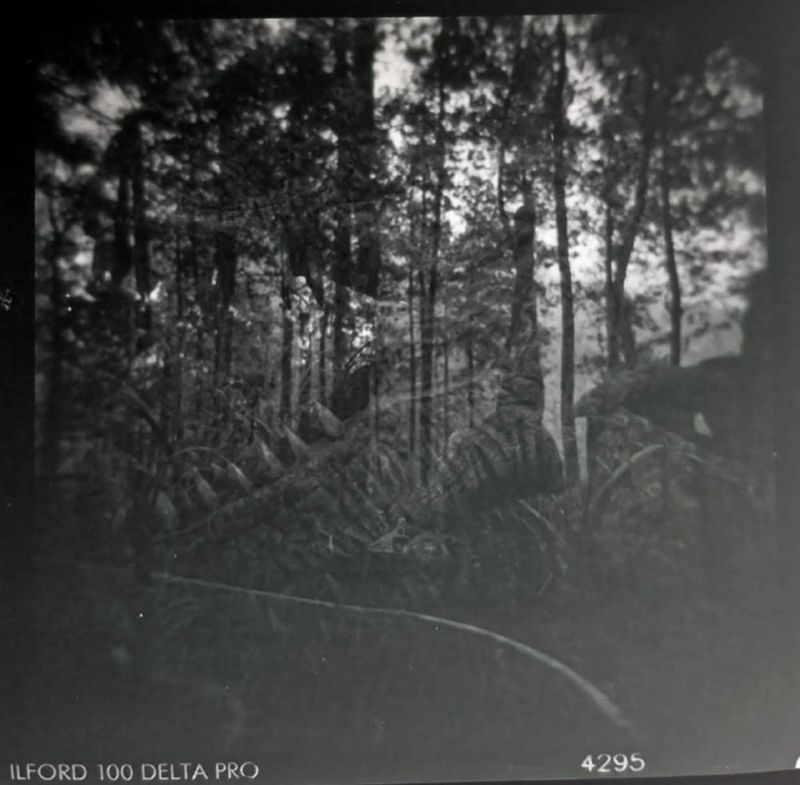 © idealita ismanto - memory lane of walking in the dinosaur park, all the things about dinosaurs that she loves so much.