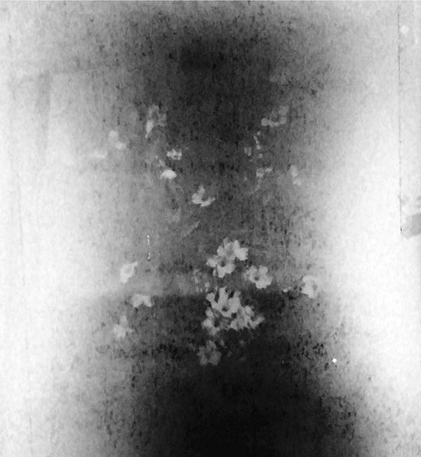 © idealita ismanto - Flower that accompany me during my labour time in Depok, West Java.