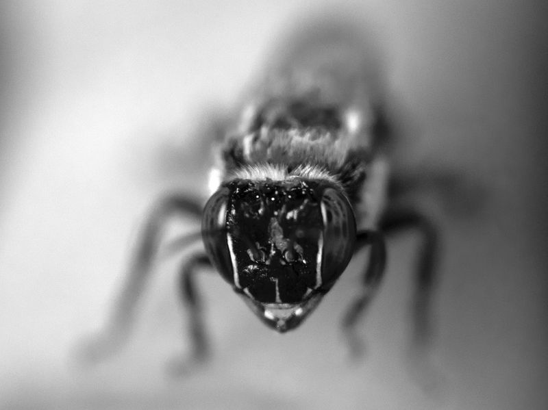 © Tommaso Rada - An image of a Uruço-cinzenta (Melipona fasciculata). Acará Brazil