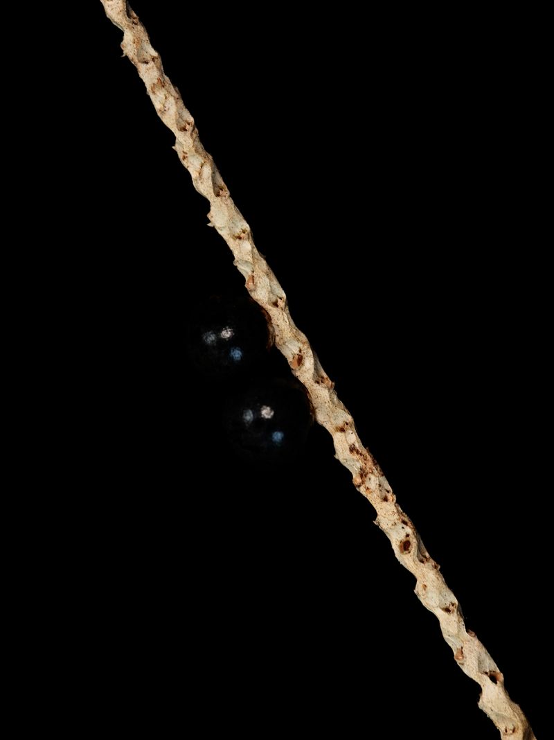 © Tommaso Rada - Image from the The Planet Bee: Meliponiculture in the Amazon Rainforest photography project