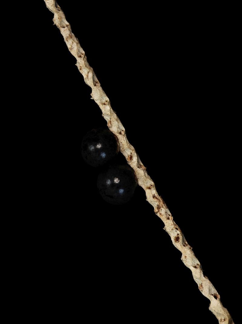 © Tommaso Rada - Image from the The Planet Bee: Meliponiculture in the Amazon Rainforest photography project