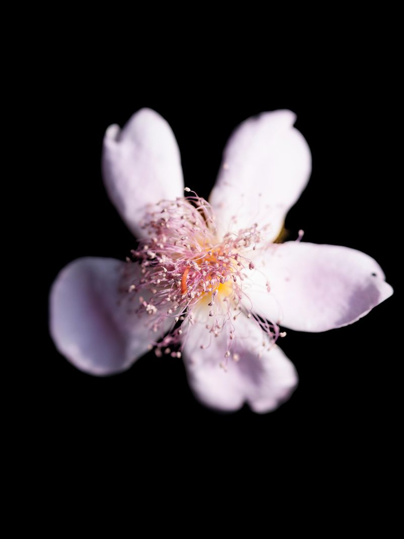 © Tommaso Rada - Image from the The Planet Bee: Meliponiculture in the Amazon Rainforest photography project