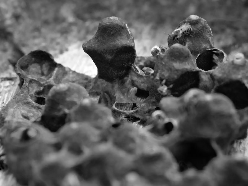 © Tommaso Rada - Image from the The Planet Bee: Meliponiculture in the Amazon Rainforest photography project