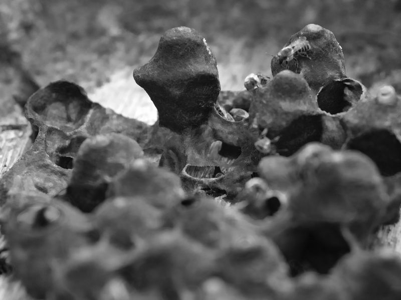 © Tommaso Rada - Image from the The Planet Bee: Meliponiculture in the Amazon Rainforest photography project