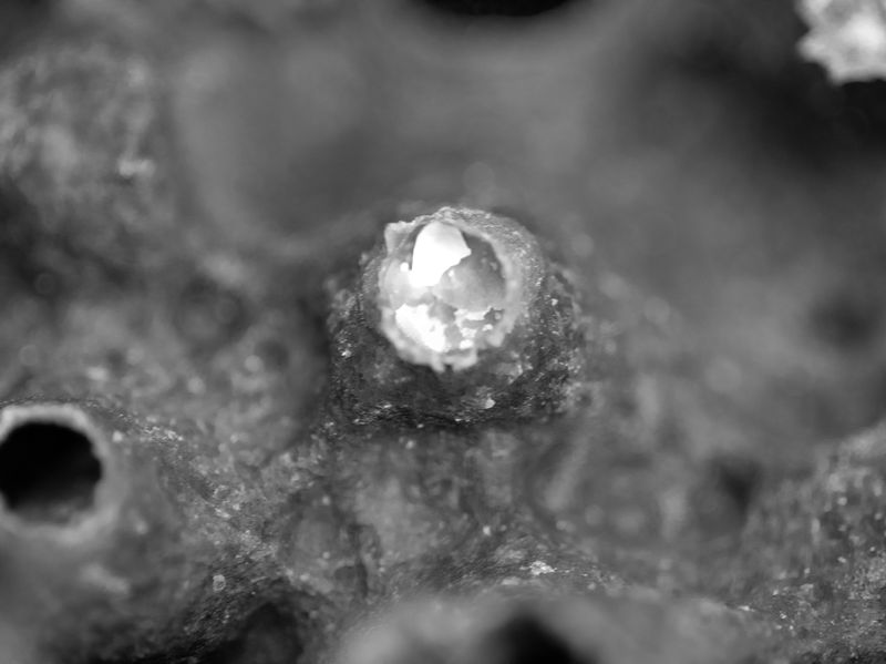 © Tommaso Rada - Image from the The Planet Bee: Meliponiculture in the Amazon Rainforest photography project