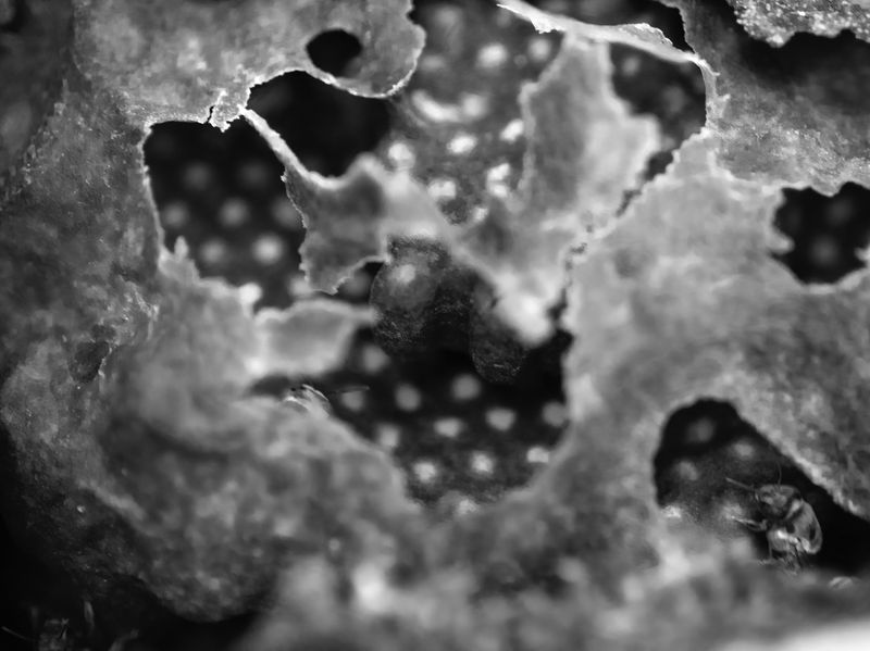 © Tommaso Rada - Image from the The Planet Bee: Meliponiculture in the Amazon Rainforest photography project