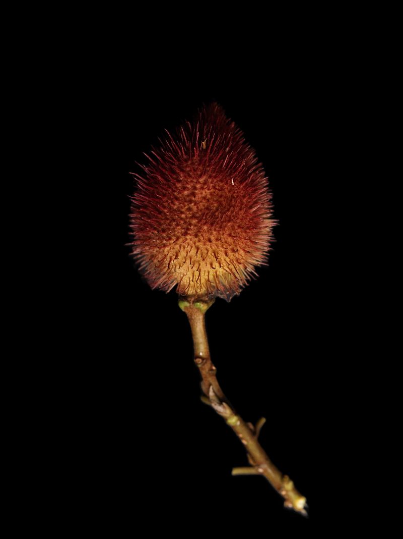 © Tommaso Rada - Image from the The Planet Bee: Meliponiculture in the Amazon Rainforest photography project