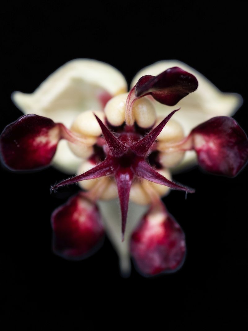 © Tommaso Rada - A Still life images of the Cupuaçu (Theobroma grandiflorum) flower. Acará Brazil