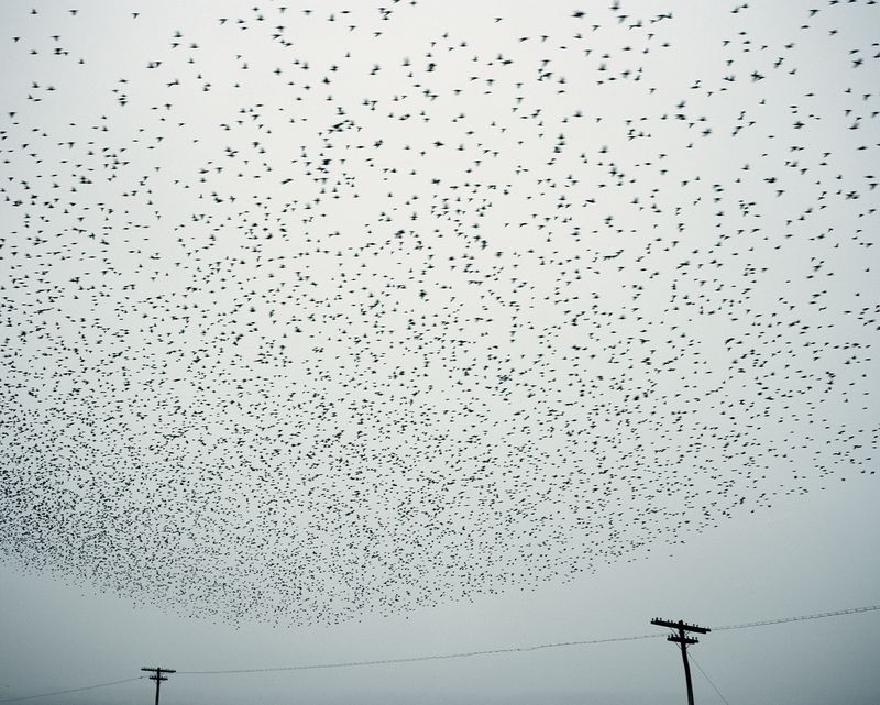 © Tommaso Rada - Romania, Tulcea. Birds fly on a field.