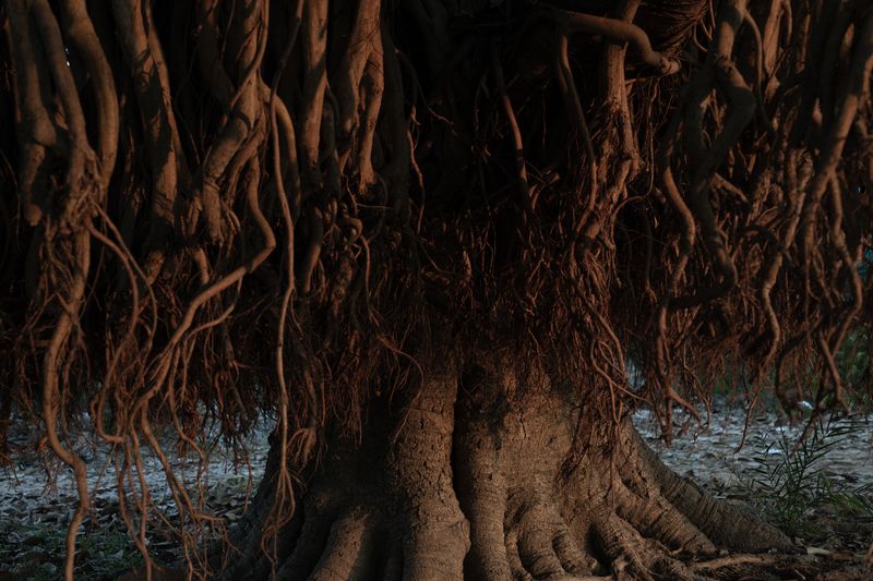 © Parboni Pallav Bose - Image from the Out of the Ash photography project