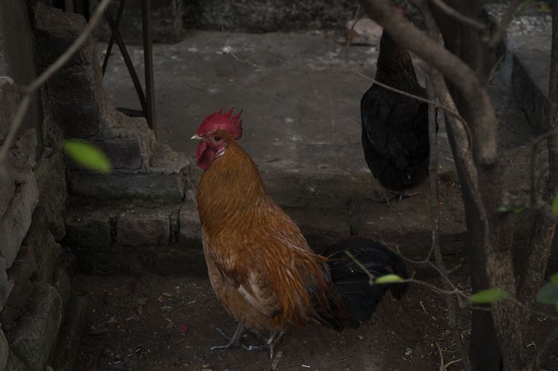 © Parboni Pallav Bose - Image from the Out of the Ash photography project