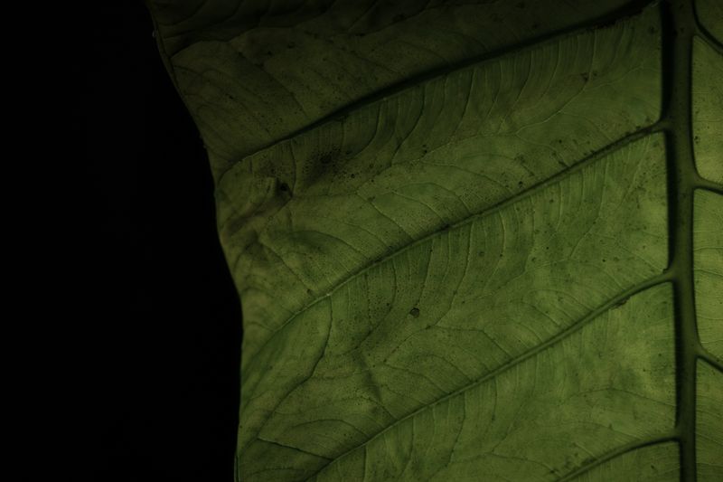 © Parboni Pallav Bose - Image from the Out of the Ash photography project